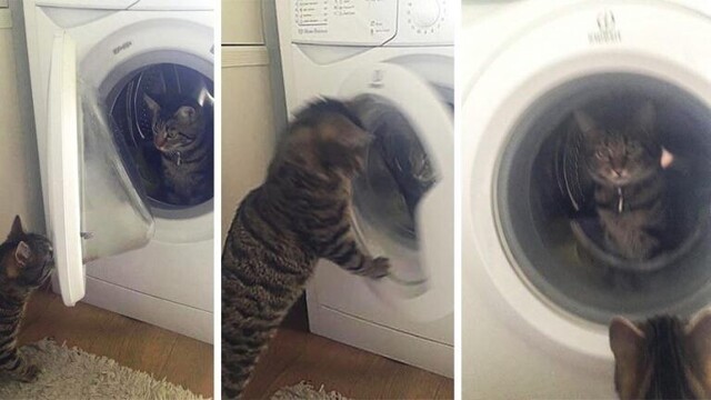 Кот закрыл кошку в стиральной машине