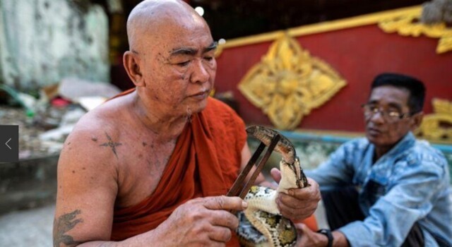 Буддийский монах устроил приют для змей в монастыре