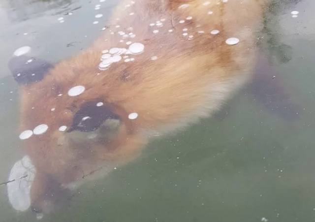 Под Воронежем найдена лисица, попавшая в ледяной плен 