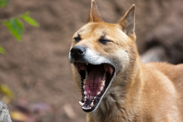 Поющая собака: Дьявольское пение и кошачьи повадки. Как сильно может исказиться собака за 6000 лет?