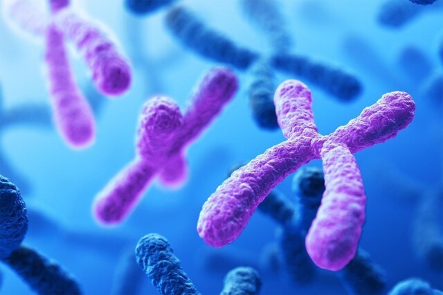 Сколько хромосом у нормального здорового человека
