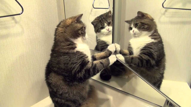 Что думают разные животные, когда видят себя в зеркале? Зеркальный тест