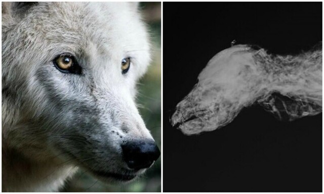Археологи нашли мумию волчонка возрастом 57 тысяч лет