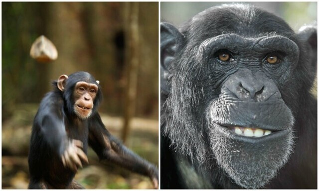 Почему шимпанзе кидаются своими кучками?