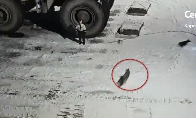 В Карелии работник убежал от волков, которые пришли на территорию предприятия
