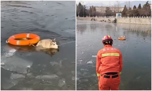 Спасатели вытащили перепуганную хаски из ледяного озера