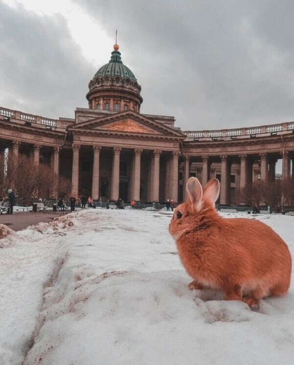 Маленький кролик в большом городе