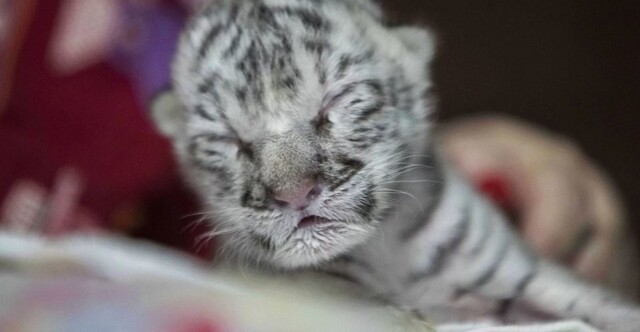 Очаровательная белая бенгальская тигрица родилась в зоопарке Никарагуа