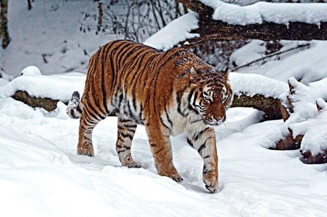 6 фактов о том как зимует уссурийский тигр