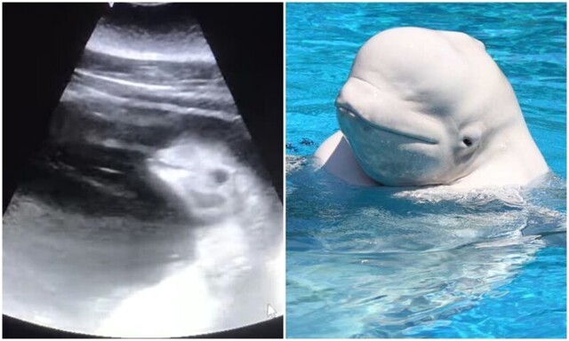 Милота: ветеринар показал детеныша белухи в утробе мамы