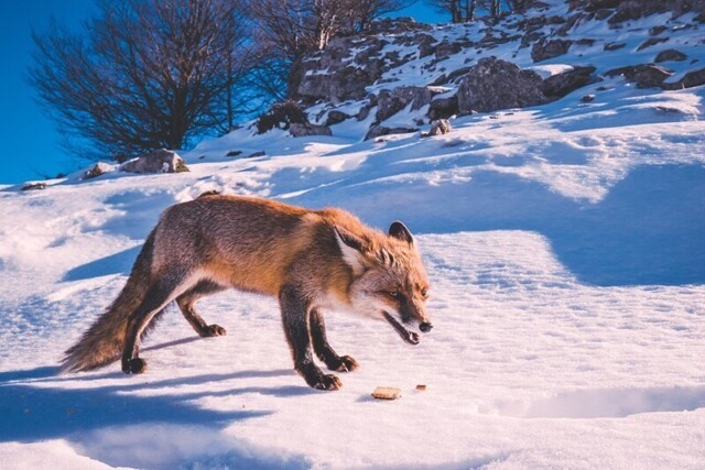 6 интересных фактов о том как зимует лисица