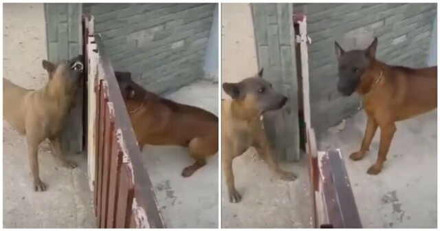 Типичный спор в интернете