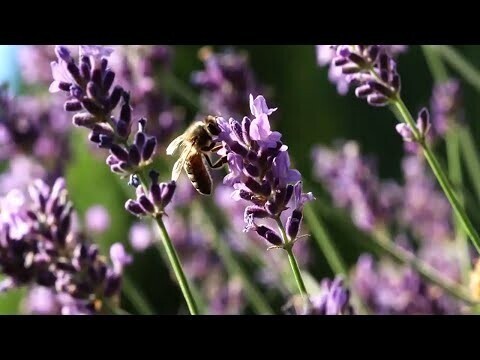 Трудолюбивые пчёлки