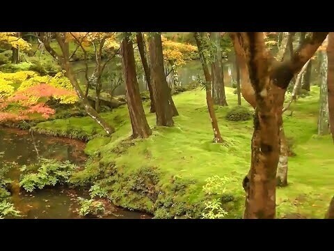 Сайходжи - сад мхов в Японии
