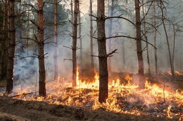 Сибирские ученые нашли способ обнаруживать лесные пожары на ранней стадии