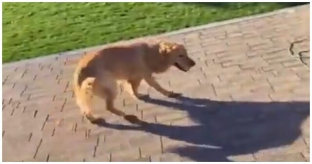 Забравшийся на крышу дома пес шокировал своего хозяина