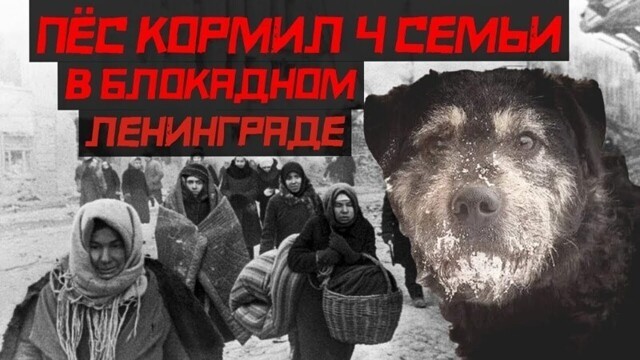 Этот пёс Трезор кормил 4 семьи в блокадном Ленинграде