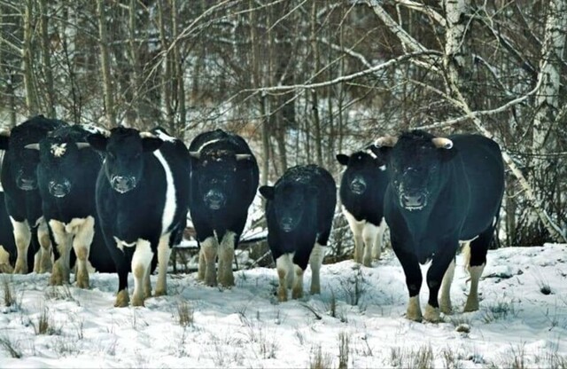 Одичавшие коровы Чернобыльской зоны ведут себя как дикие предки