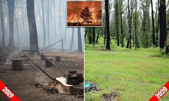Как восстанавливается лес в Австралии после разрушительных пожаров