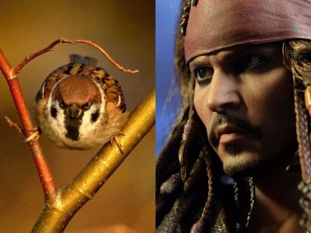 За что главный персонаж «Пиратов Карибского моря» получил свое прозвище?