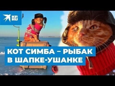 Кот Симба – рыбак в шапке-ушанке