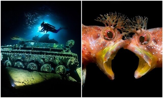 Под водой: крутейшие фото с конкурса Underwater Photographer of the Year 2021