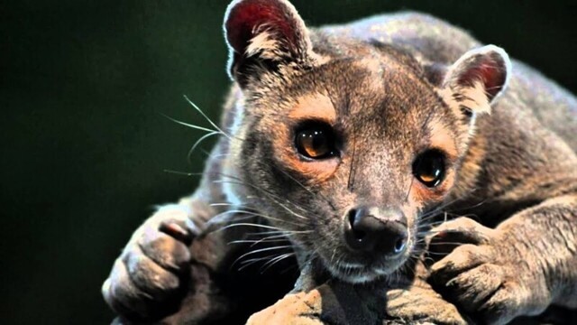 Фосса - самый большой хищник Мадагаскара