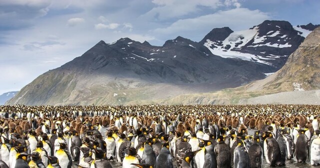 Чем Северный полюс не приглянулся пингвинам в качестве ПМЖ?
