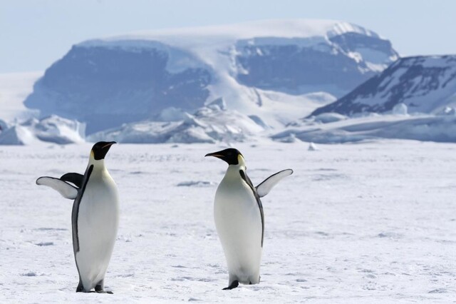 Незамерзающий пингвин: почему жителям Антарктики не страшен мороз?