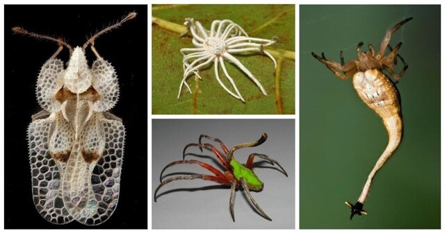 20 удивительных насекомых и пауков, в существование которых сложно поверить