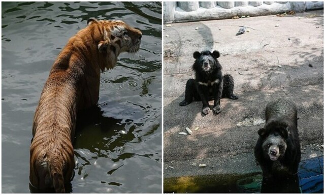 Посетителей шокировал зоопарк Самутпракан в Таиланде