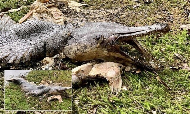 Рыба-крокодил напугала сингапурцев
