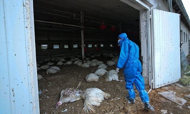 Россияне подхватили грипп у птиц