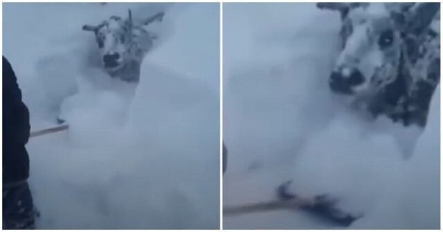 Жителю Дагестана пришлось откапывать свой скот после сильного снегопада
