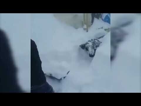 Корову откапывают из-под снега