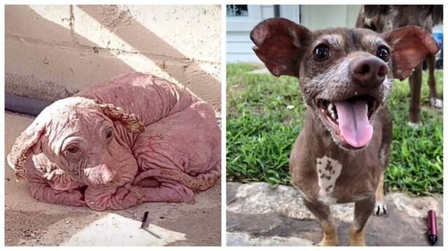 Чудесная история спасения бездомного пса по кличке Добби