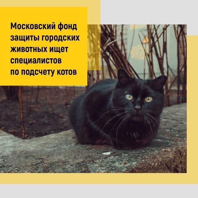 В Москве ищут специалистов для подсчета котиков