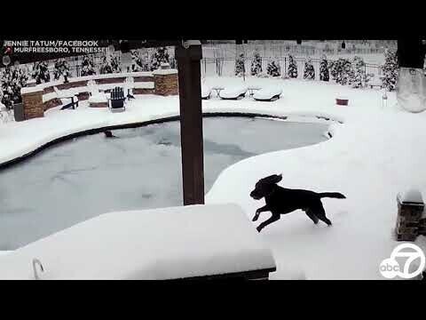 Женщина из Теннесси прыгнула в замерзший бассейн, чтобы спасти свою собаку