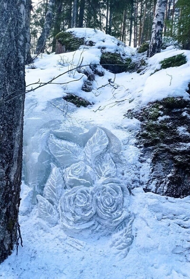 Лесничий в Монрепо создал к 8 Марта ледяные розы