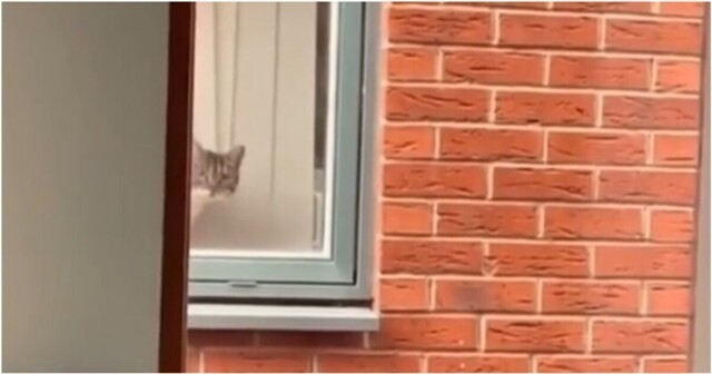Вы обнаружены: любопытный кот следит за соседом