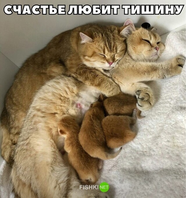 Смешные и познавательные картинки