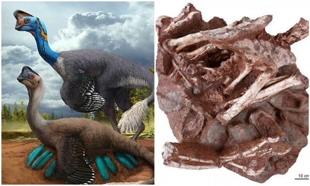 В Китае ученые нашли останки динозавра, сидящего на яйцах