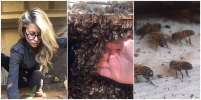 Красивая девушка голыми руками спасает пчёл от гибели
