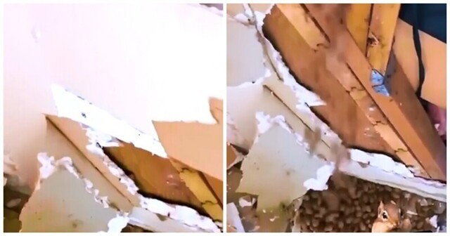 Белки спрятали несколько килограммов орехов в стене дома