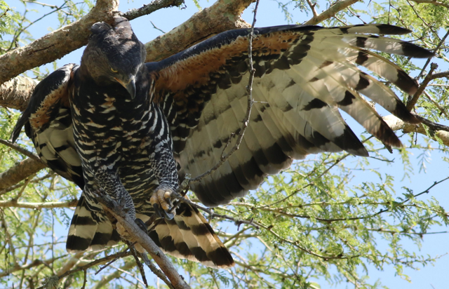 Венценосный орёл: Тактический гений из Африки. Как орёл умудряется побеждать животных в 5 раз крупнее себя?
