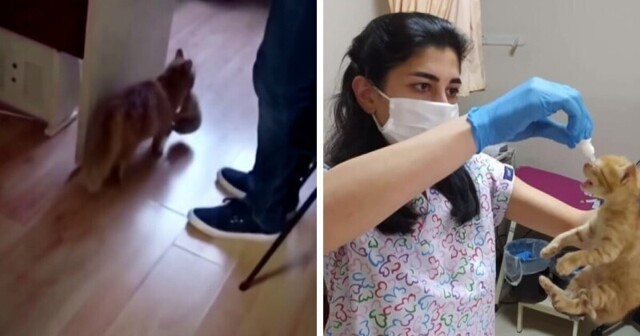 В Турции уличная кошка принесла котят в медклинику, надеясь на помощь