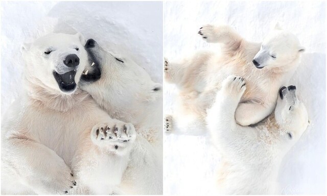 Какое чудо: в якутском зоопарке засняли белую медведицу и малыша