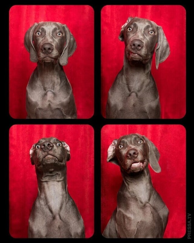 Собаки в кабинках