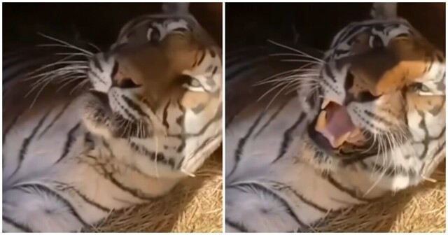 Недовольное тигриное "мяу"
