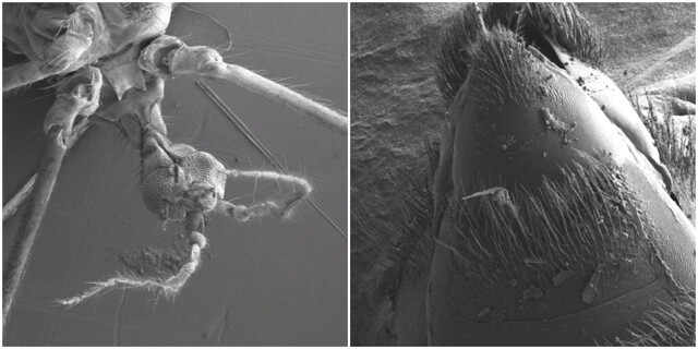Обычные насекомые под необычным ракурсом на электронном микроскопе